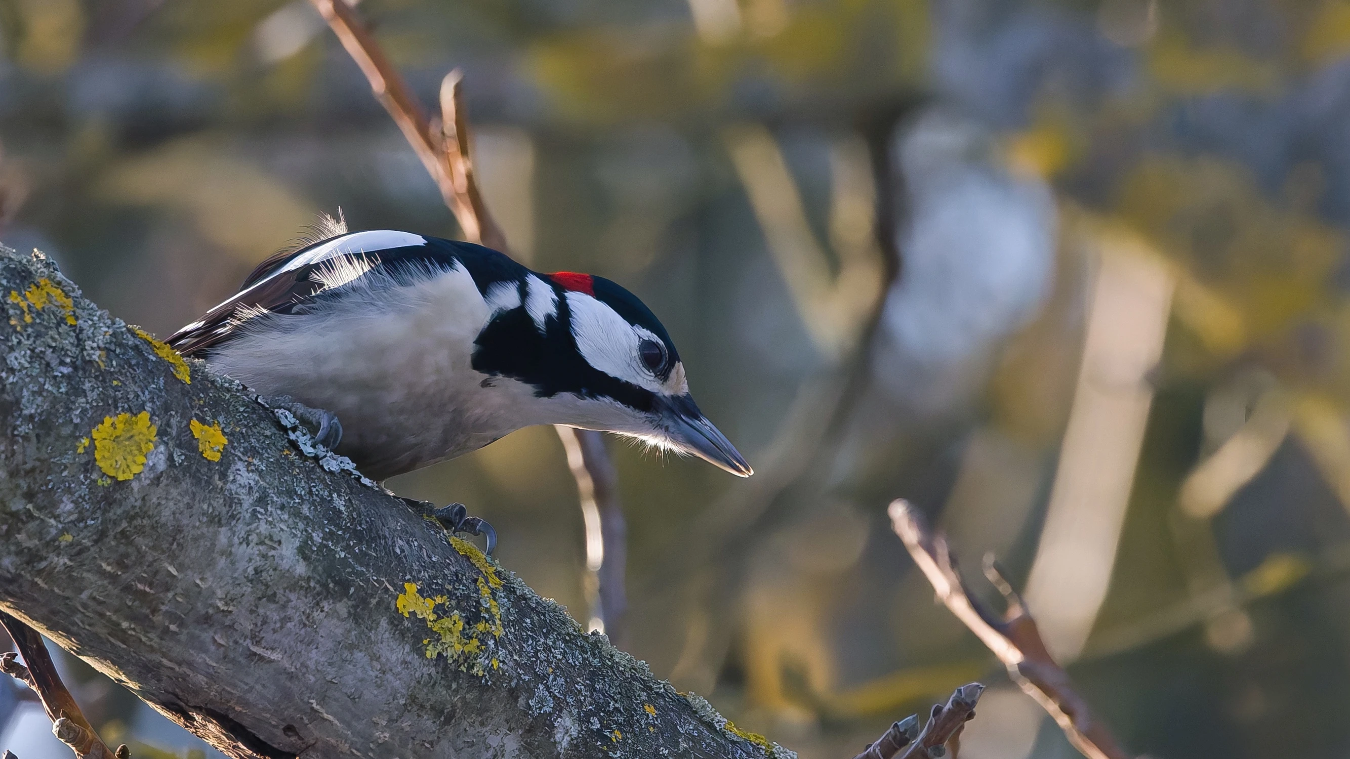 patrzył , patrzył ...  :)
