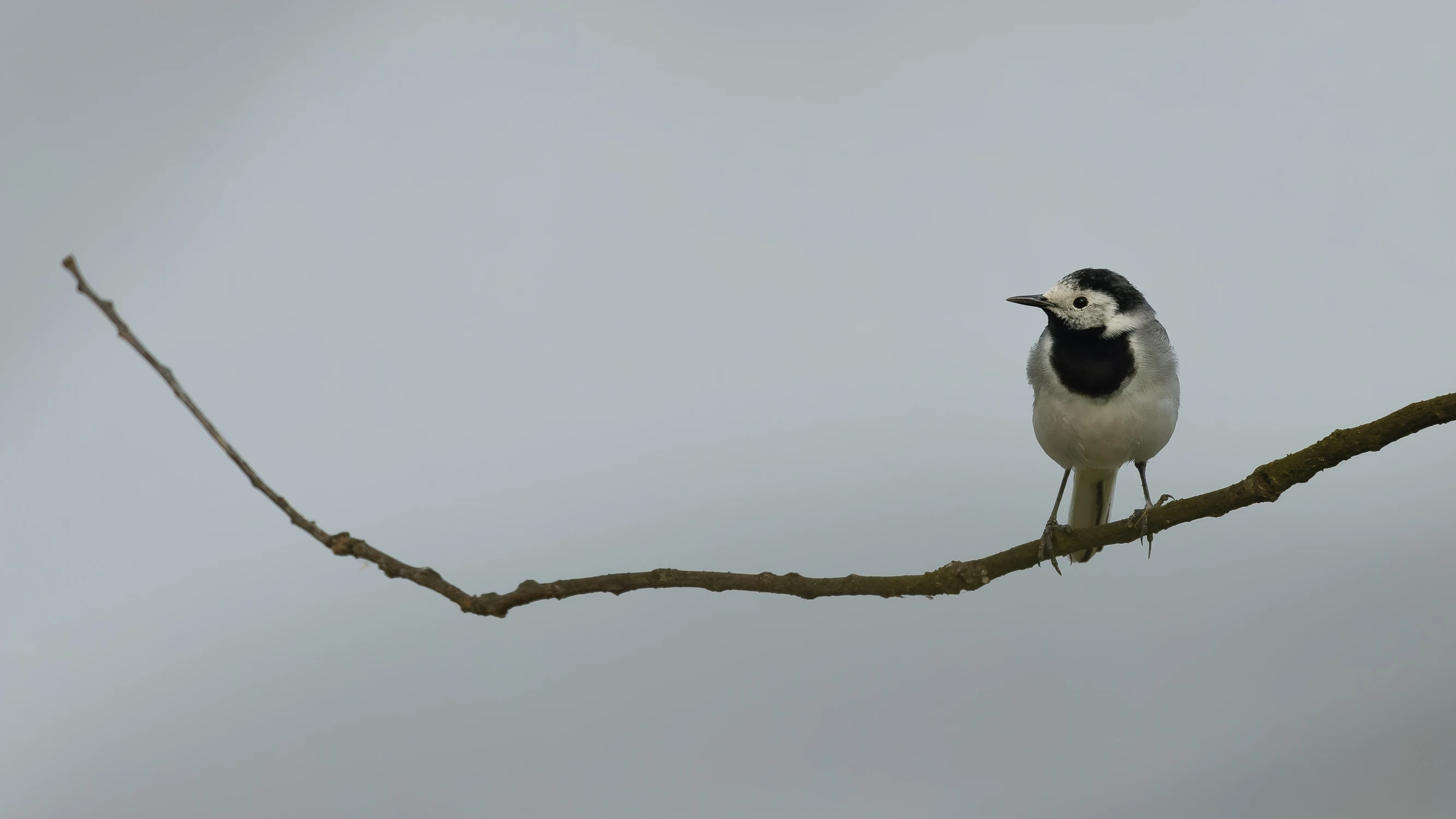 długość dźwięku samotności ...