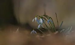 Śnieżyczka 🙂🌾