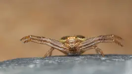 '' krabik" ... raz jeszcze :)