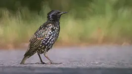 Szpak jaki jest ... każdy widzi :)