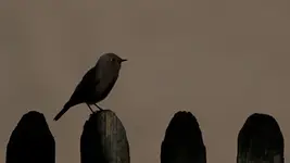 Wyjście z cienia :)  