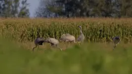 ktoś pilnuje by spokój miał  ktoś :)