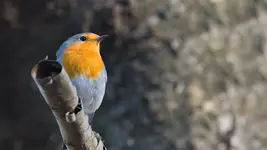 Robin :)