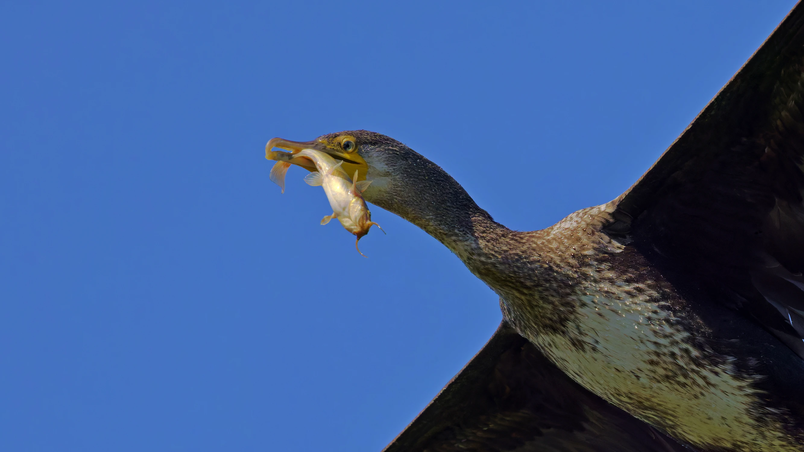 sumik karłowaty ... i kormoran :)