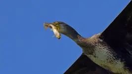 sumik karłowaty ... i kormoran :)