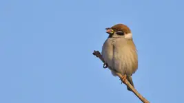 ... z języczkiem :))