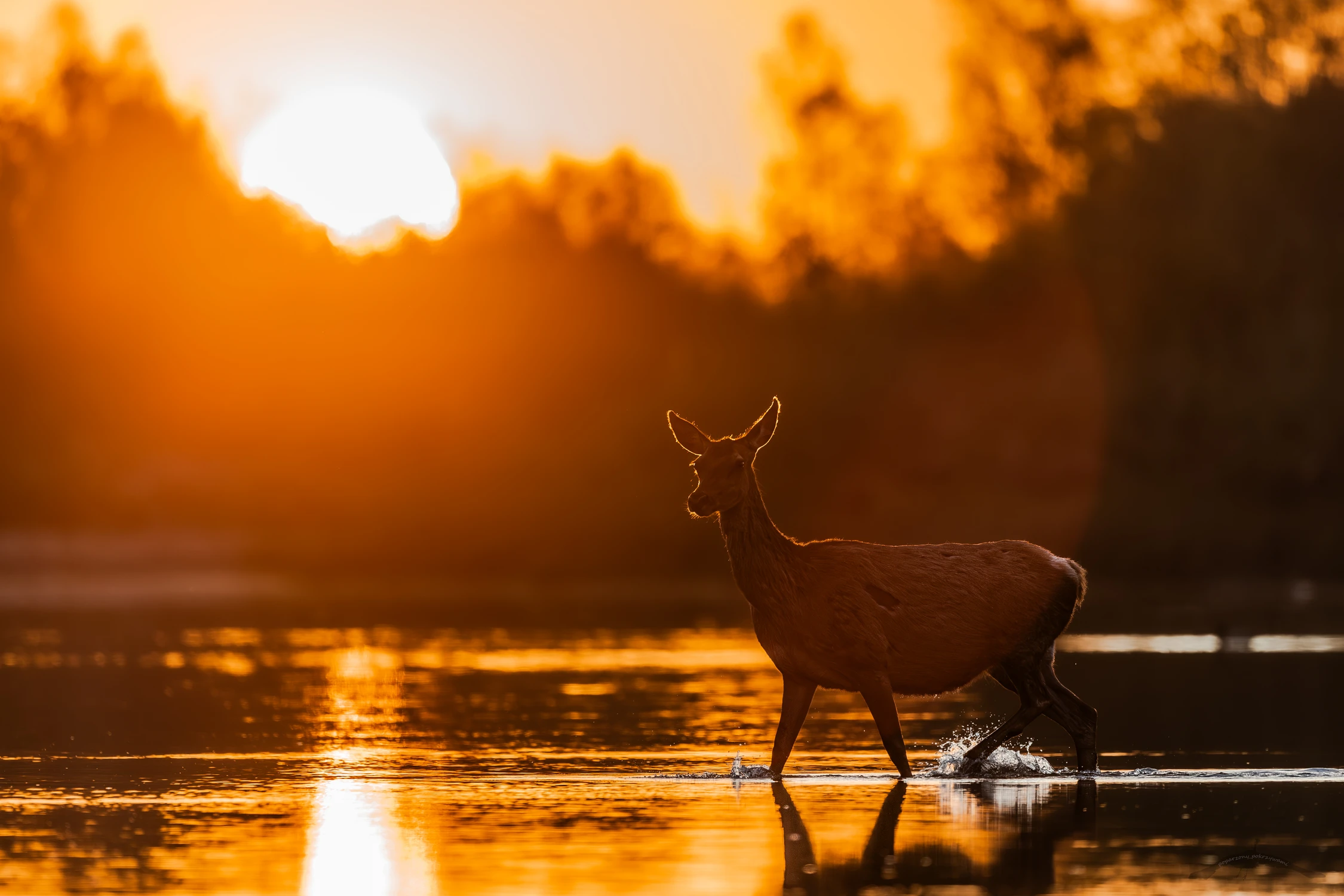 W blasku wschodzącego słońca