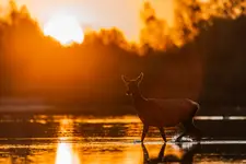 W blasku wschodzącego słońca