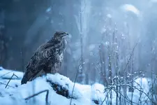 Zapatrzony w Nowy Rok