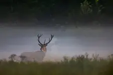 Ponad mgłą
