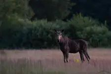 Na pewnej polanie wieczorową porą...