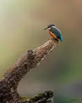 Zimek na "krokodylu"
