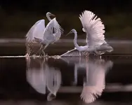 Bijatyka z gracją