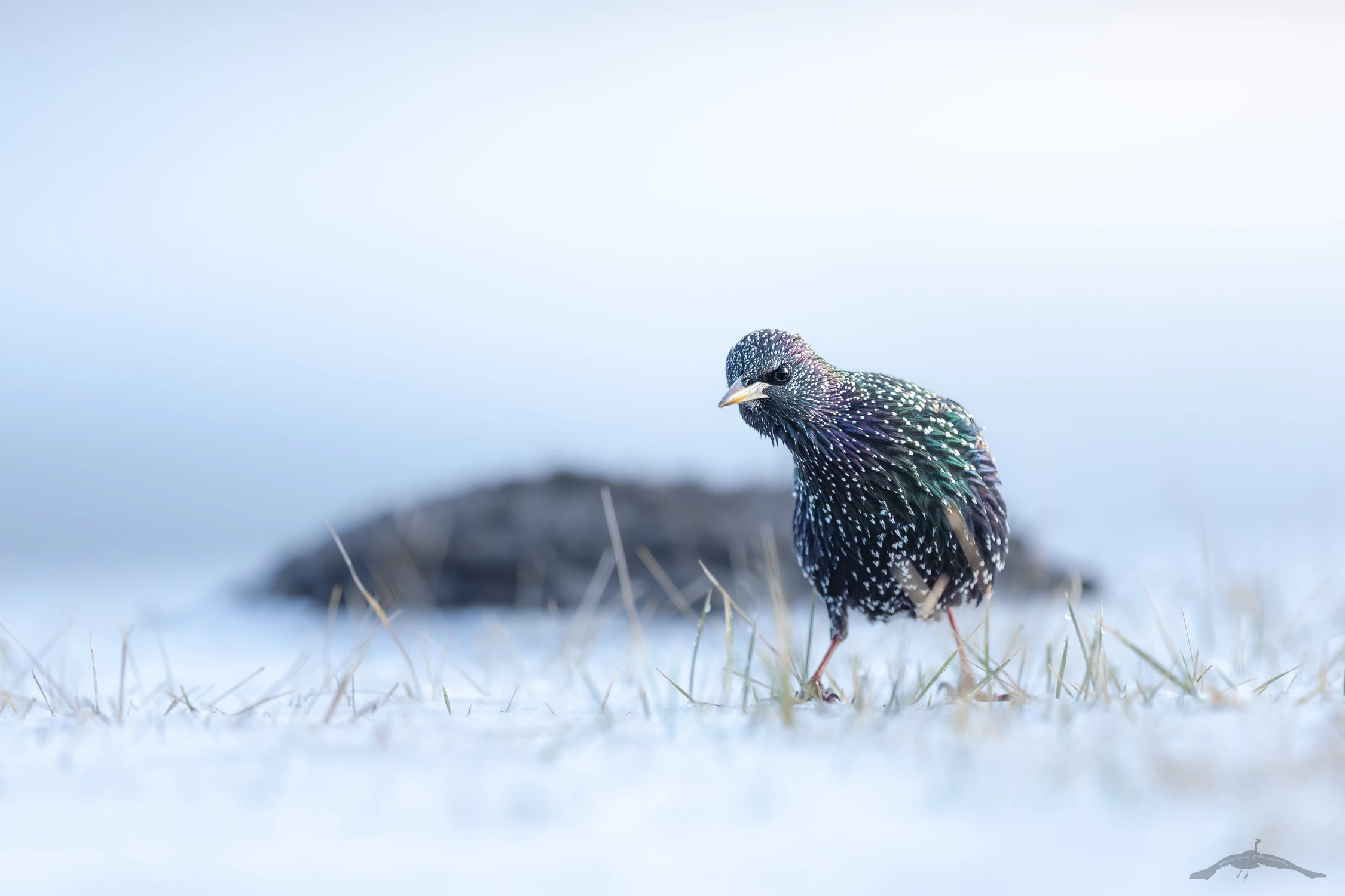 Czy Ty mnie podglądasz?;)
