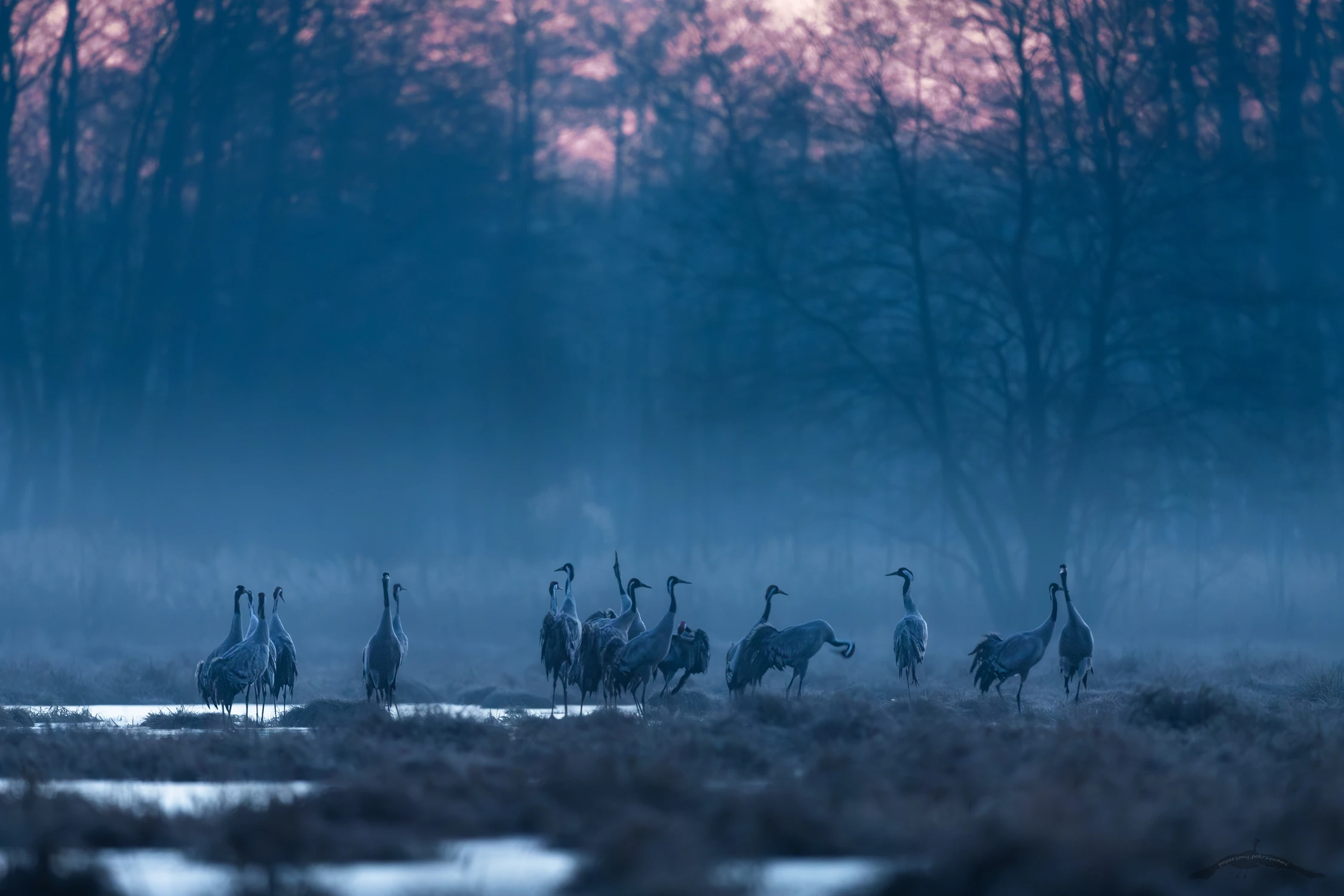 Świt nad rozlewiskiem