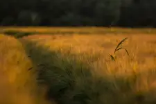 W zbożu