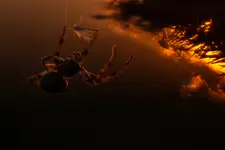 W ostatnich promieniach słońca