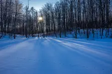 Zimą na mokradłach