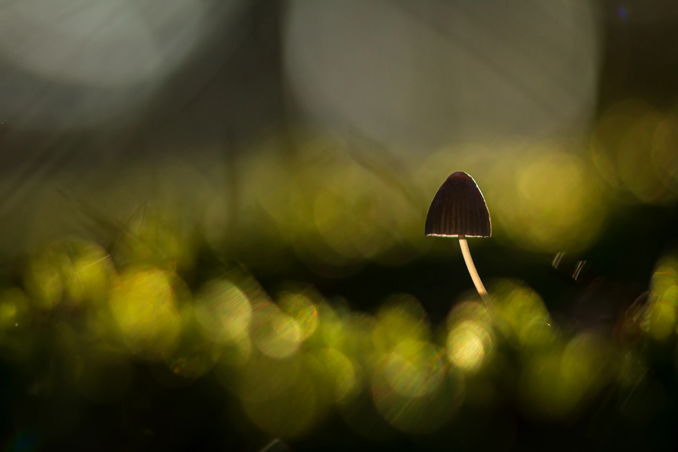 W mchu siedział sobie...