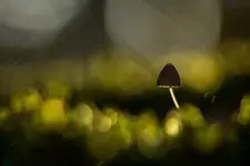 W mchu siedział sobie...