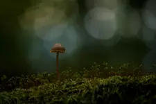 Duży wśród małych 
