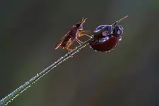 Pobudka!