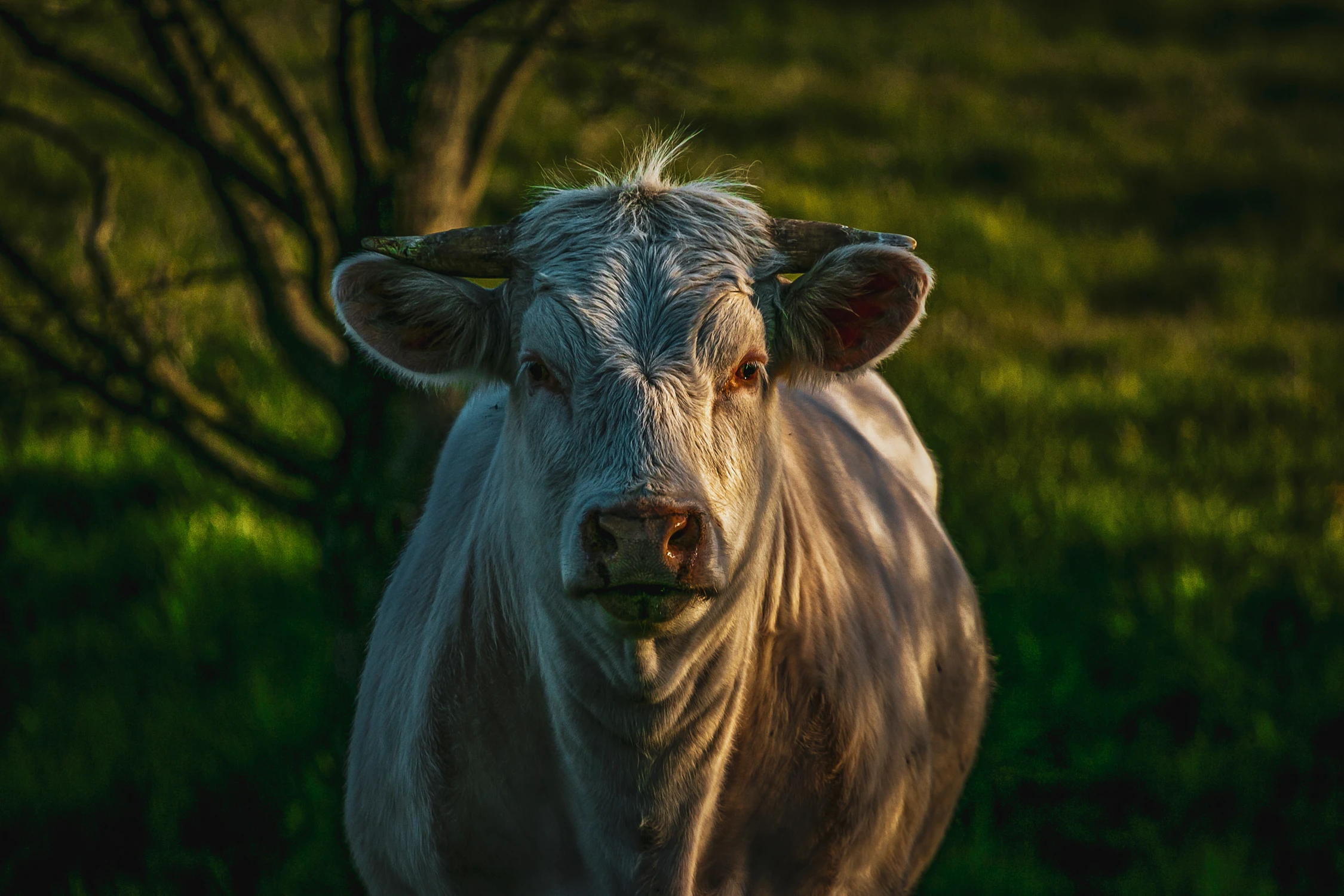 Portret
