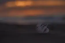 Piórko na koniec dnia