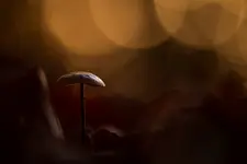 W zakamarkach lasu...