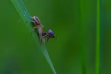 Kolacja
