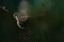 Albinos