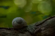 Domek na drzewie