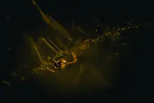 Nocny łowca