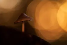 Tajemniczy gość w kapeluszu