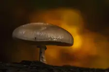 Zdobywca