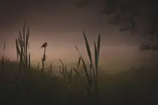 O poranku