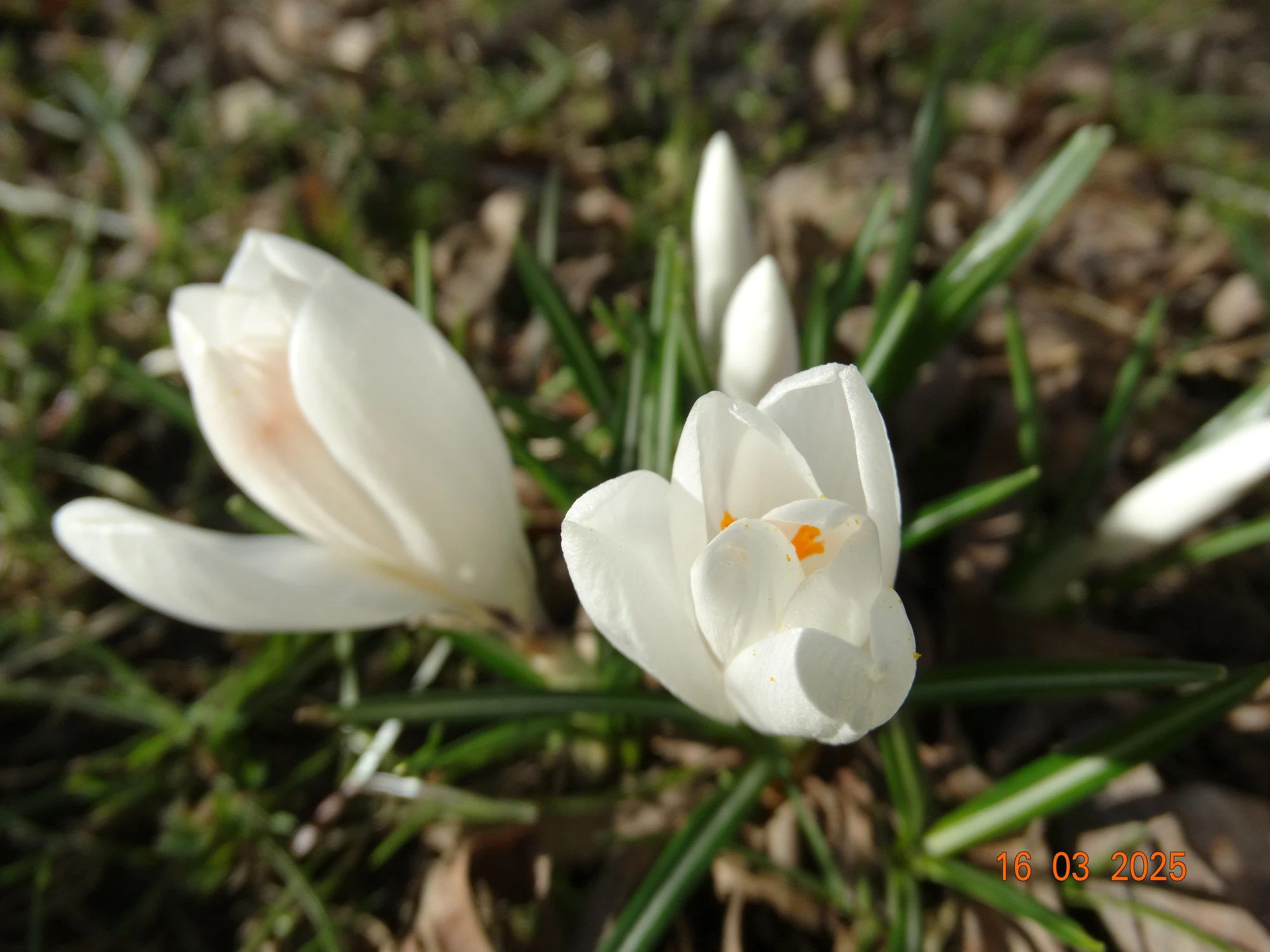 Krokus biały