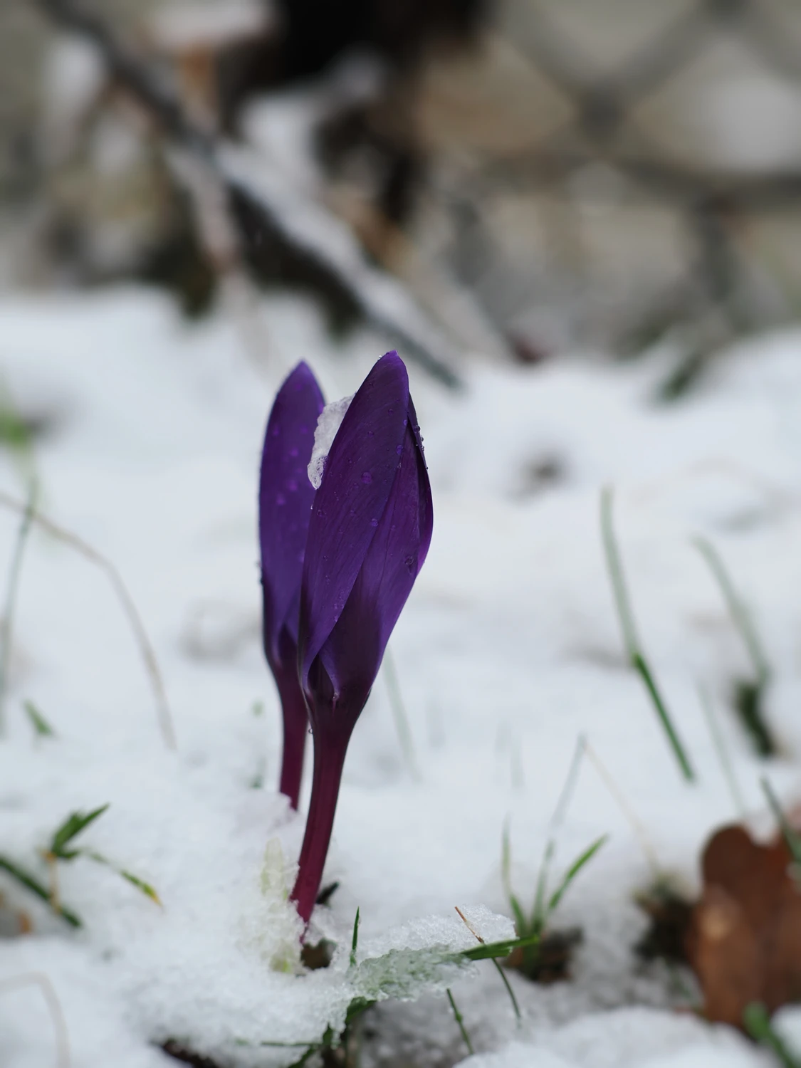 Chwilowy powrót zimy