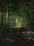 W zielonym tunelu