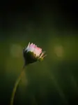 Dobranoc