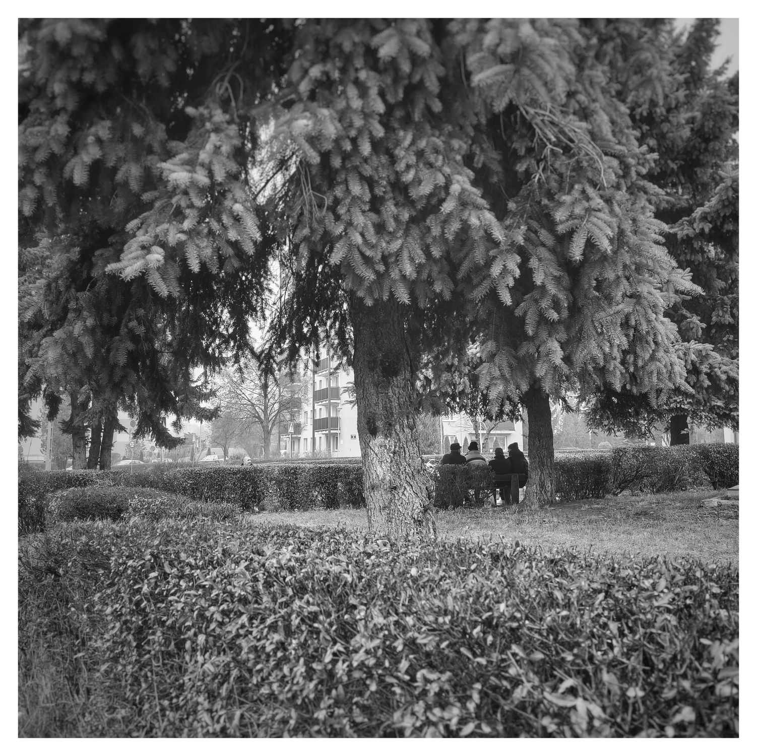 Rozmówki pod sosną 