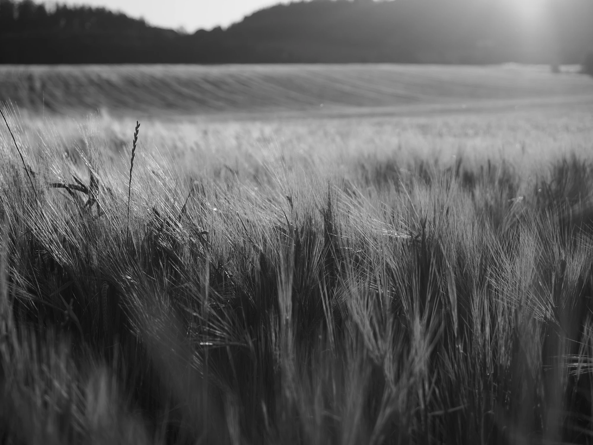 Srebro natury w blasku zachodzącego słońca