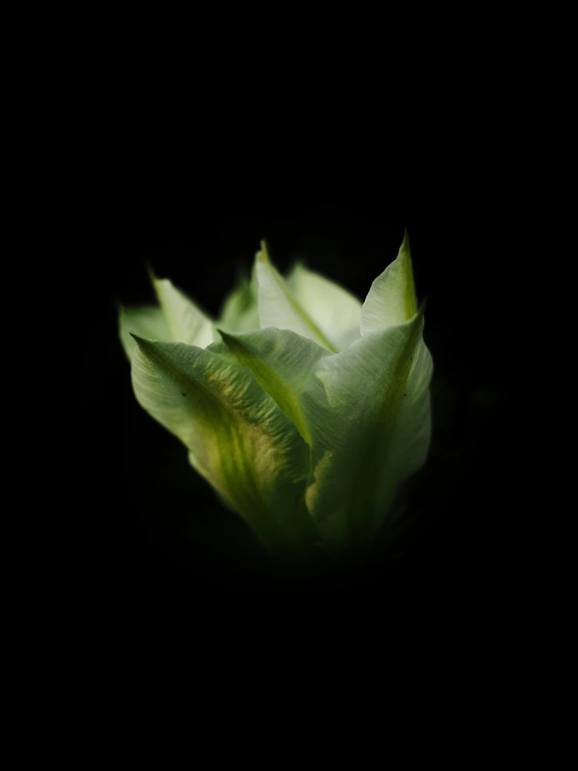 🌺