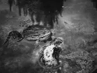 Żabcia B&W