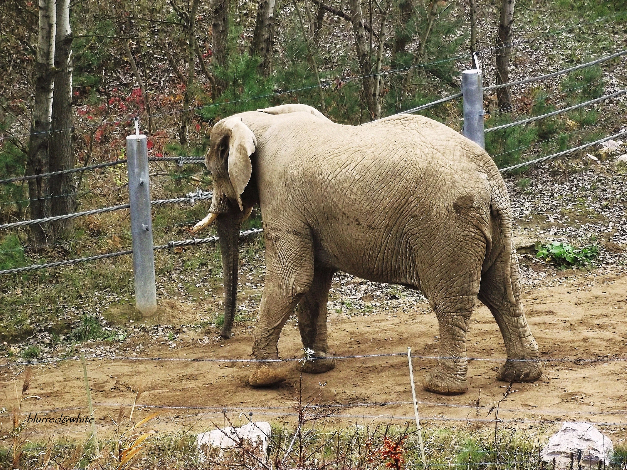 słoń w zoo_