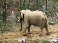 słoń w zoo_