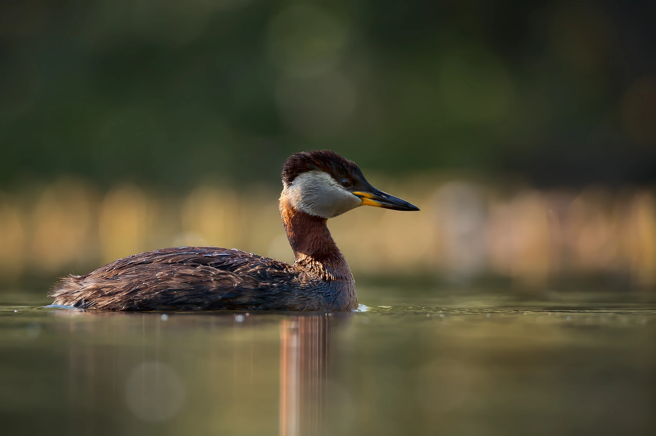 Perkoz