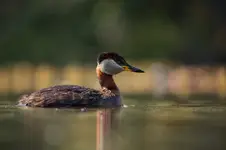 Perkoz