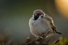 Wróbel 